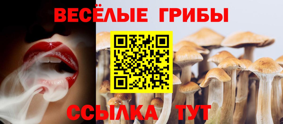 Псилоцибиновые грибы мицелий  наркотики  Черемхово  Вход с VPN 